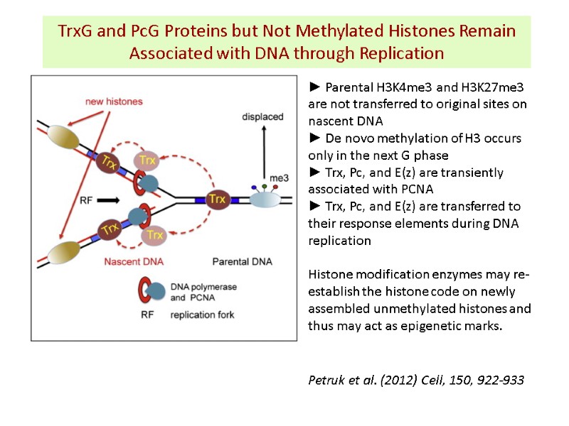 TrxG and PcG Proteins but Not Methylated Histones Remain Associated with DNA through Replication